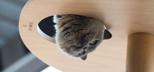 ,,^..^,, Weihnachtsvorbereitung in der MYMIU Manufaktur