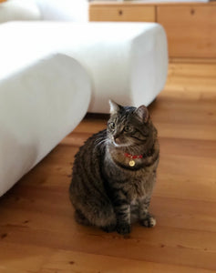 MYMIU® LEDER KATZENHALSBAND MIT SICHERHEITSVERSCHLUSS